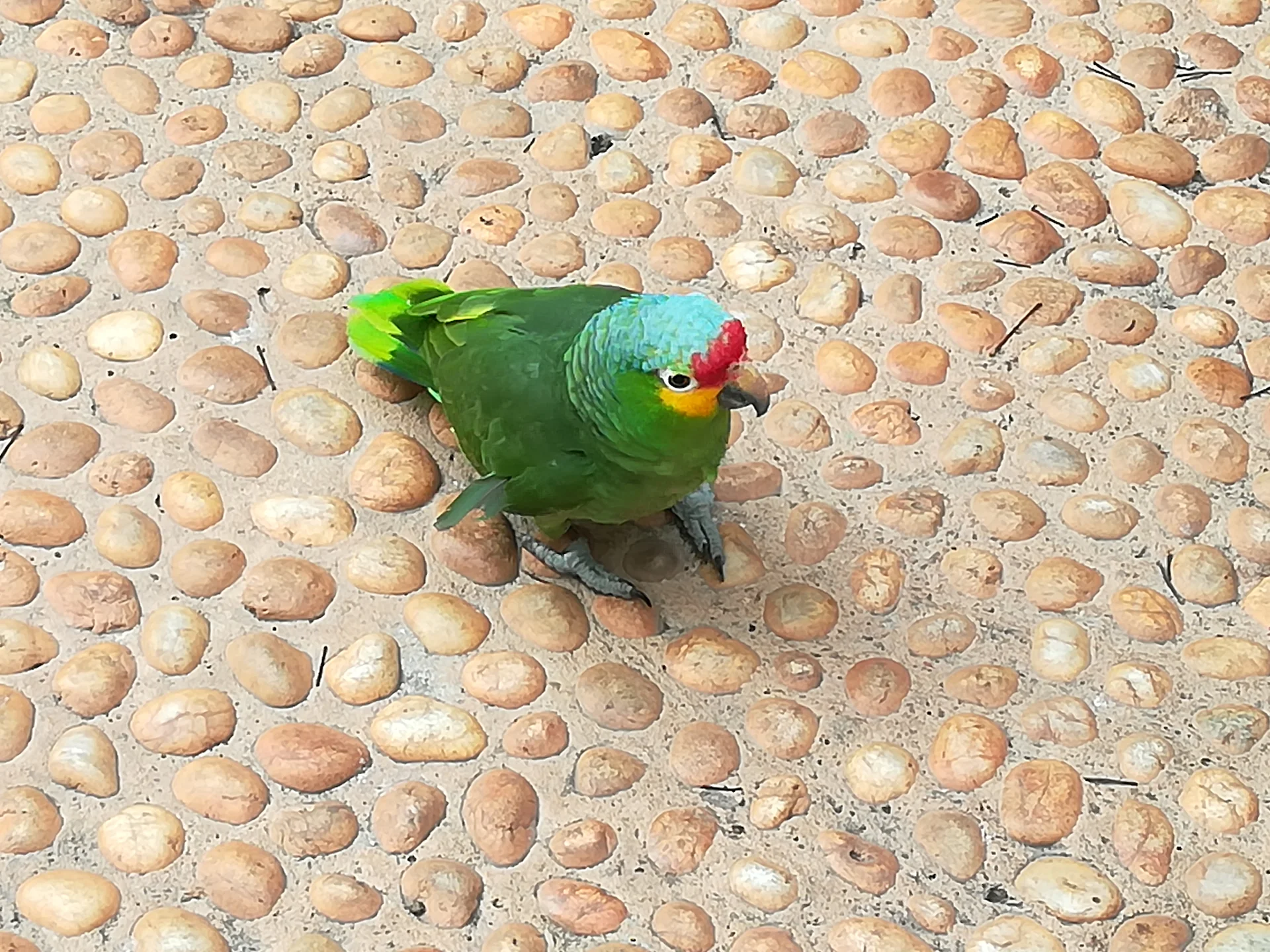 Perruche — Villahermosa (Mexique)