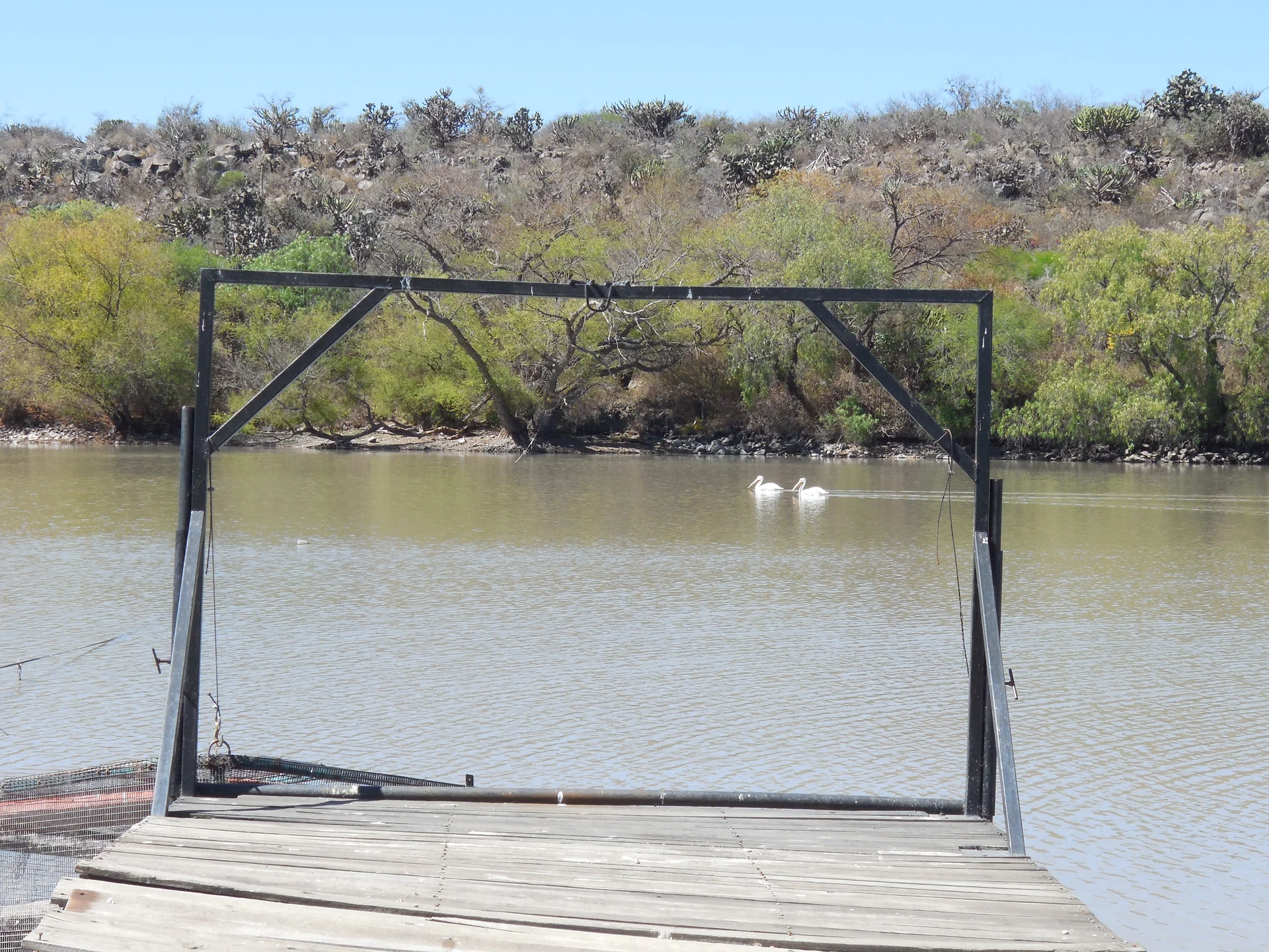 Oiseaux migrateurs (Mexique)