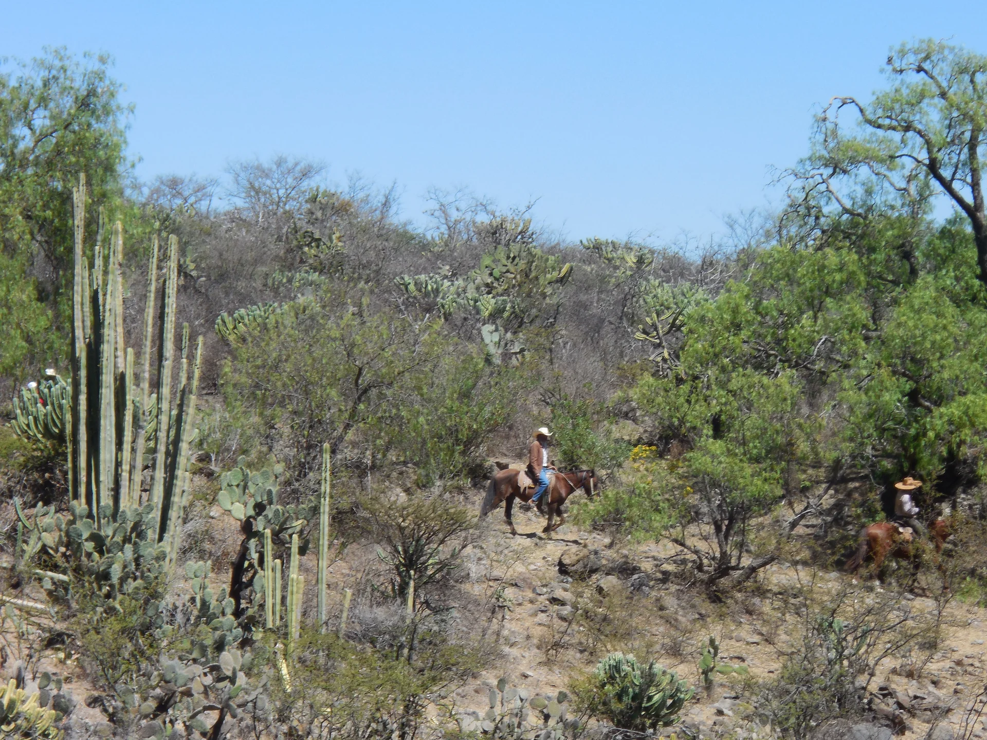 Cactus, chevaux et chapeaux (Mexique)