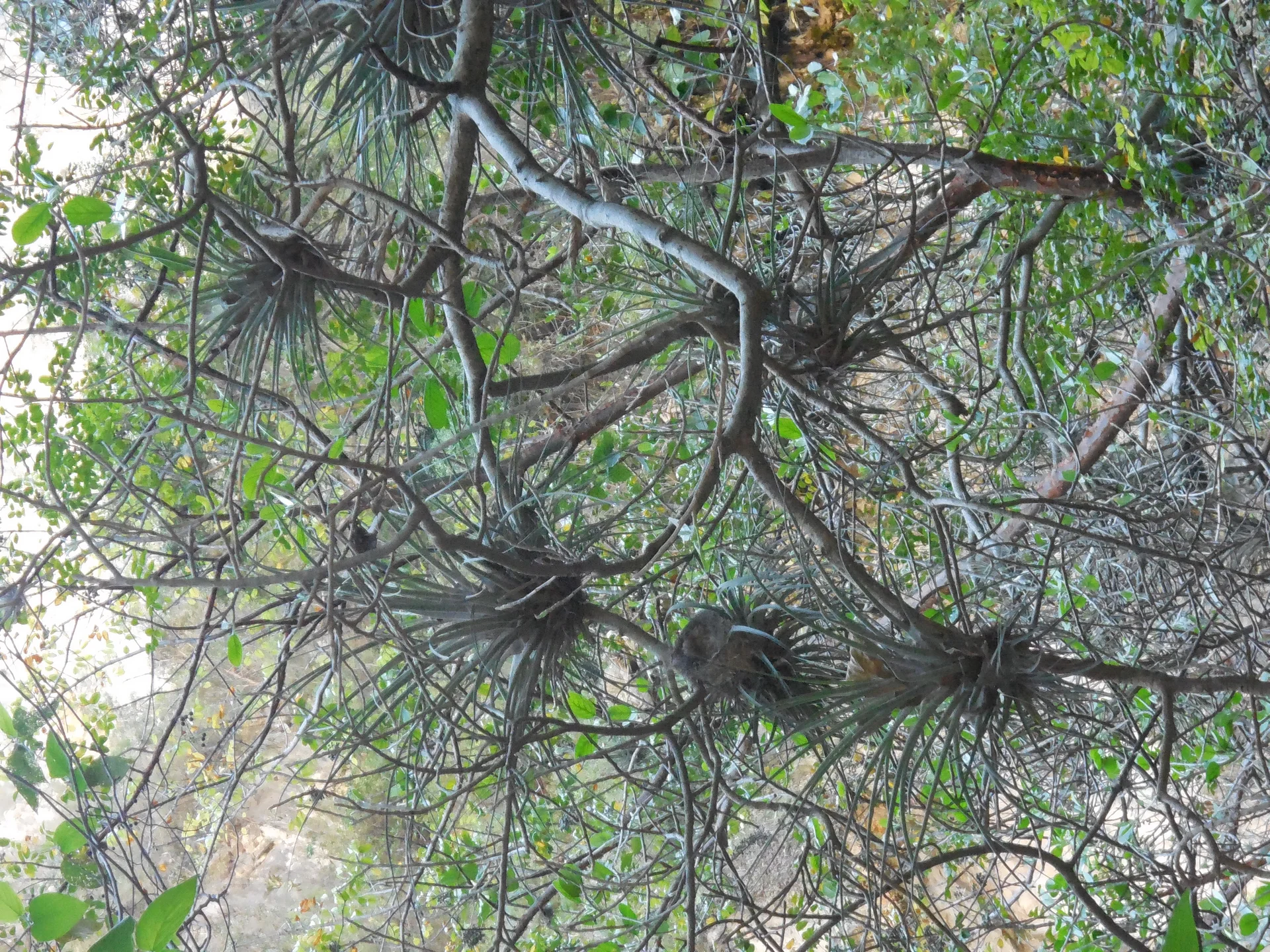 Bromelias — Tolantongo (Mexique)