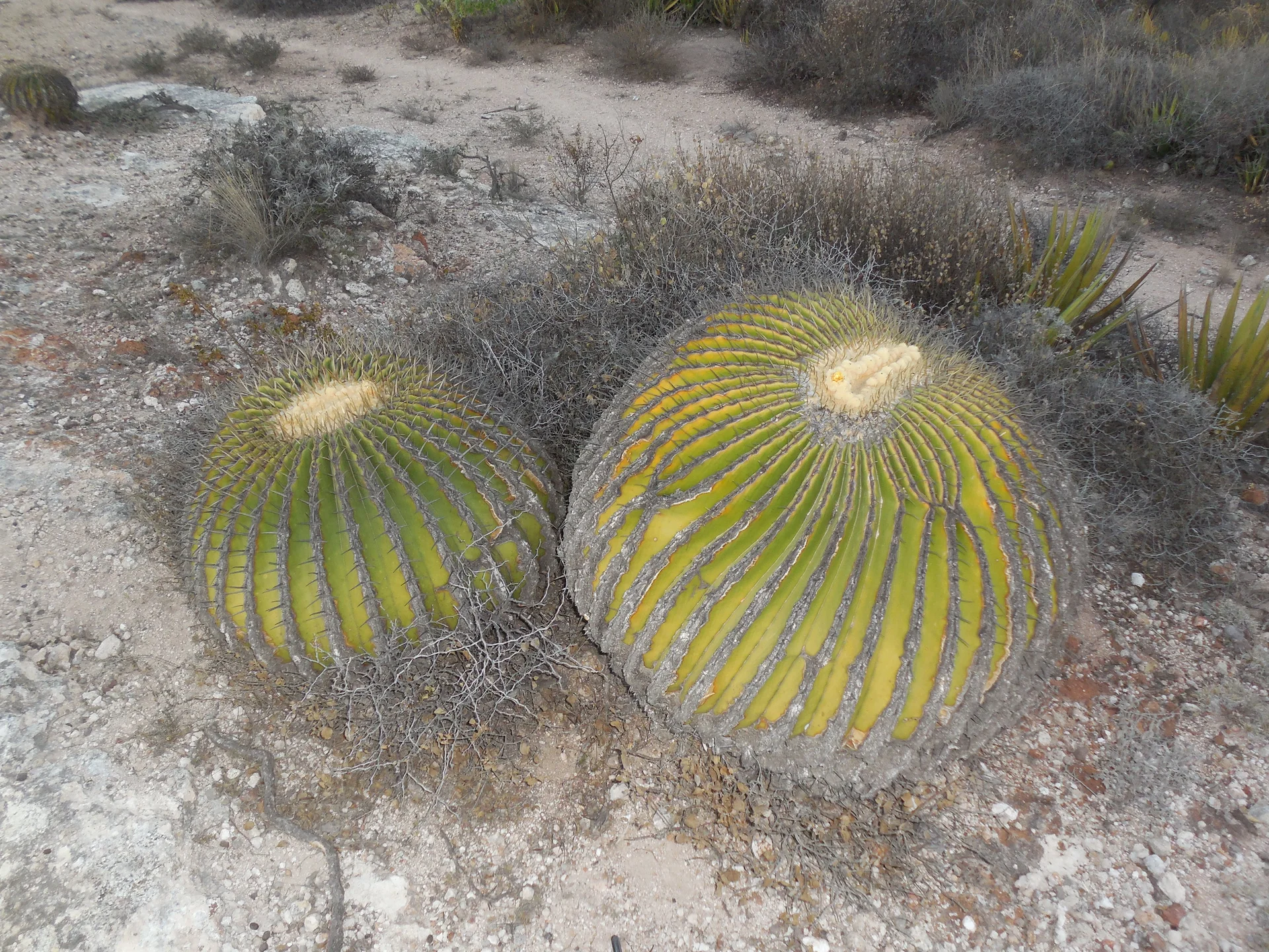 Siège de belle-mère (Mexique)