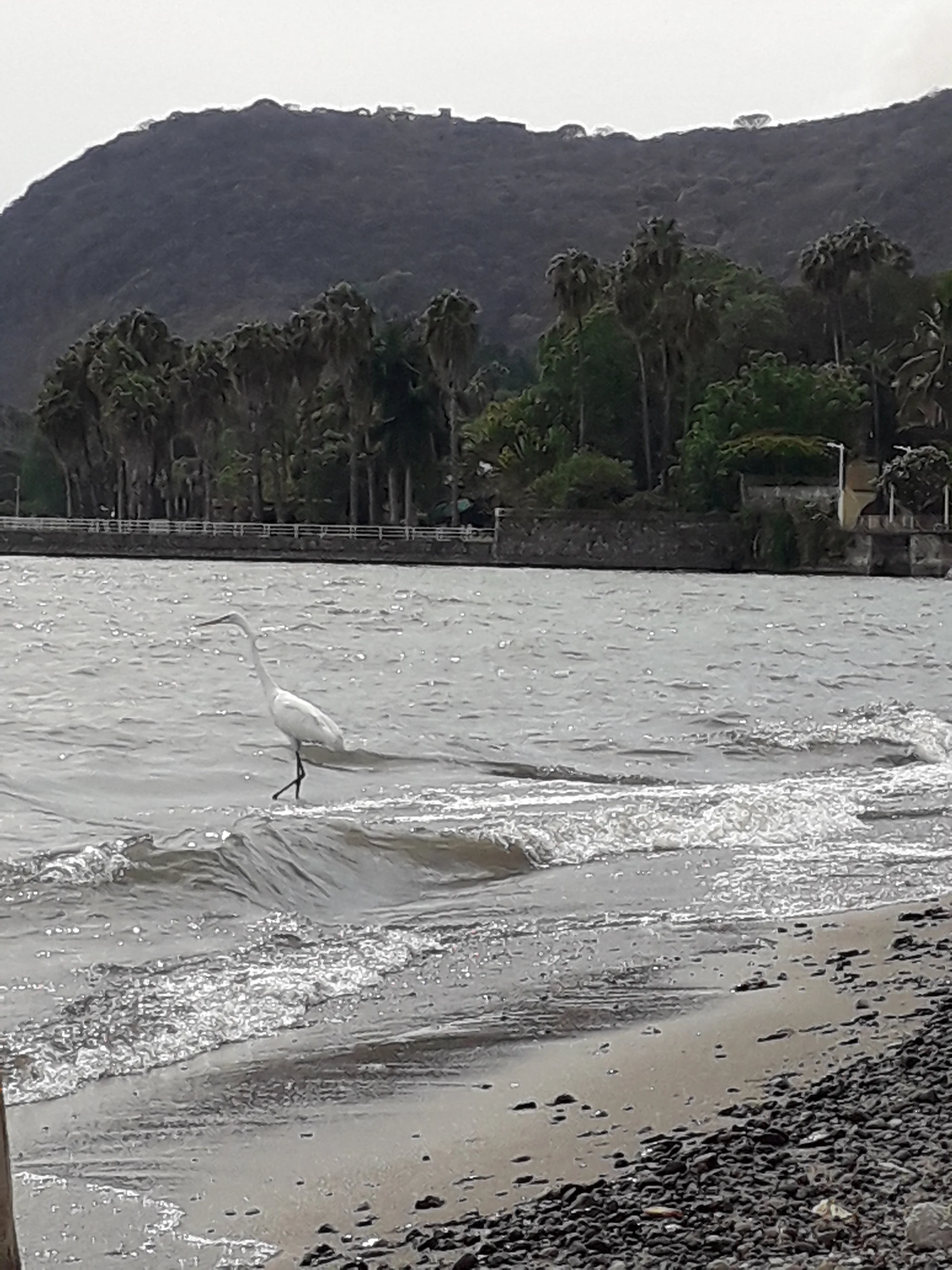 Héron Héron — Chapala (Mexique)