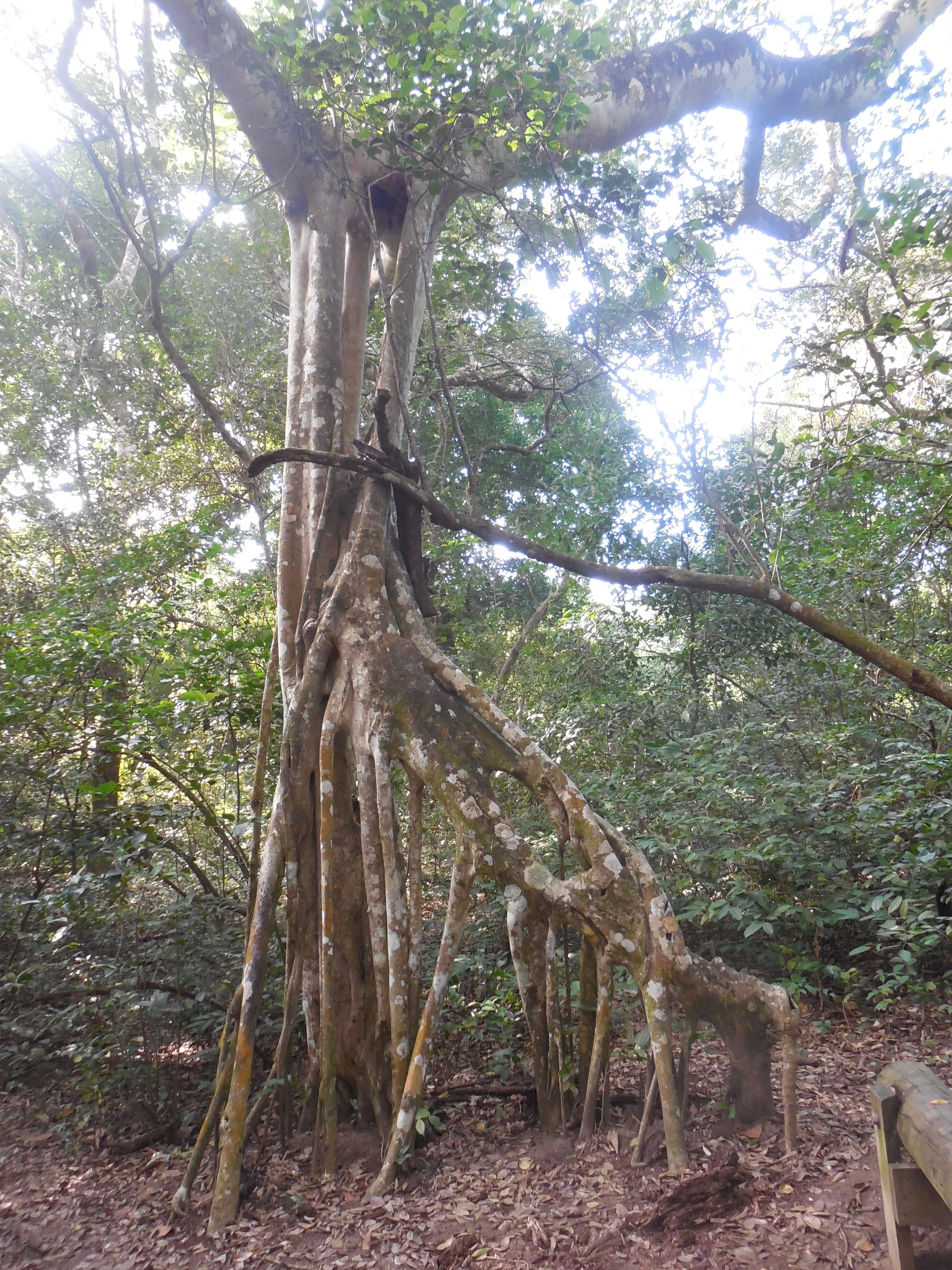 La mangrove de la Mancha (Mexique)