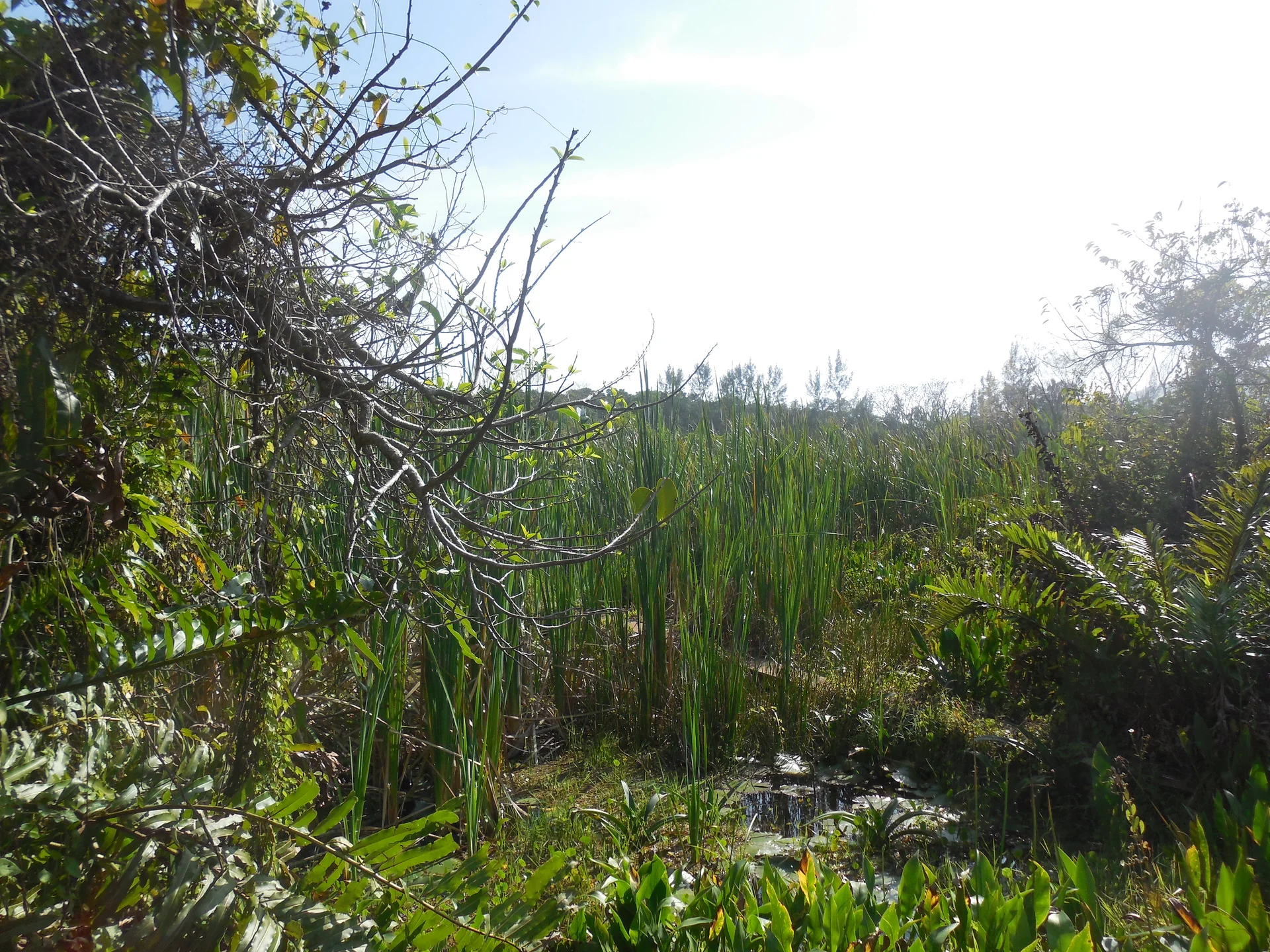Les marais de la Mancha (Mexique)