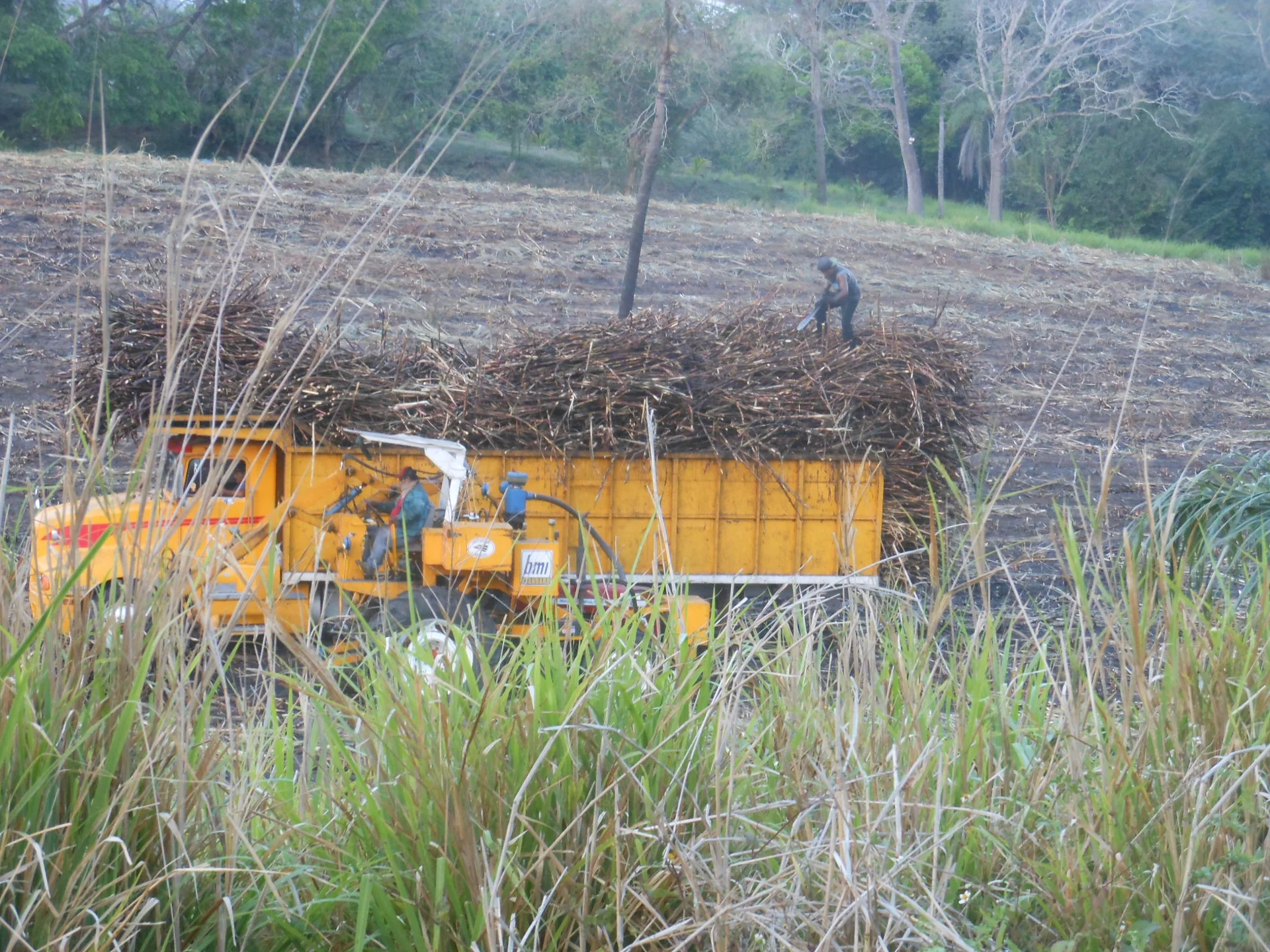 La récolte de la canne à sucre (Mexique)
