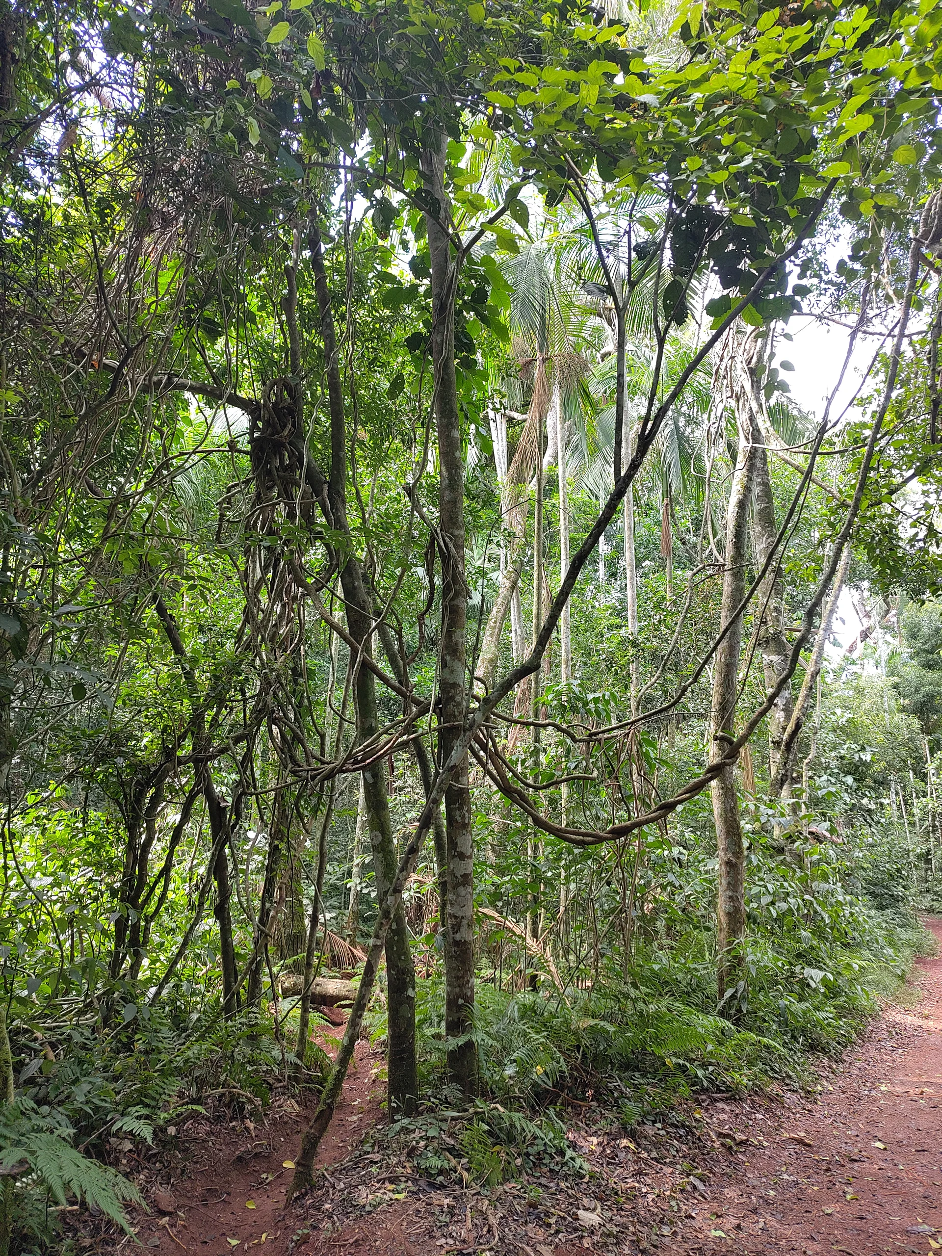 Trilha das Bananeiras