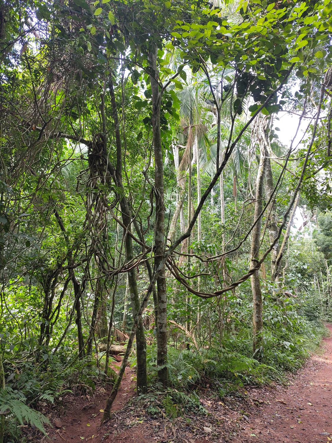 Trilha das Bananeiras