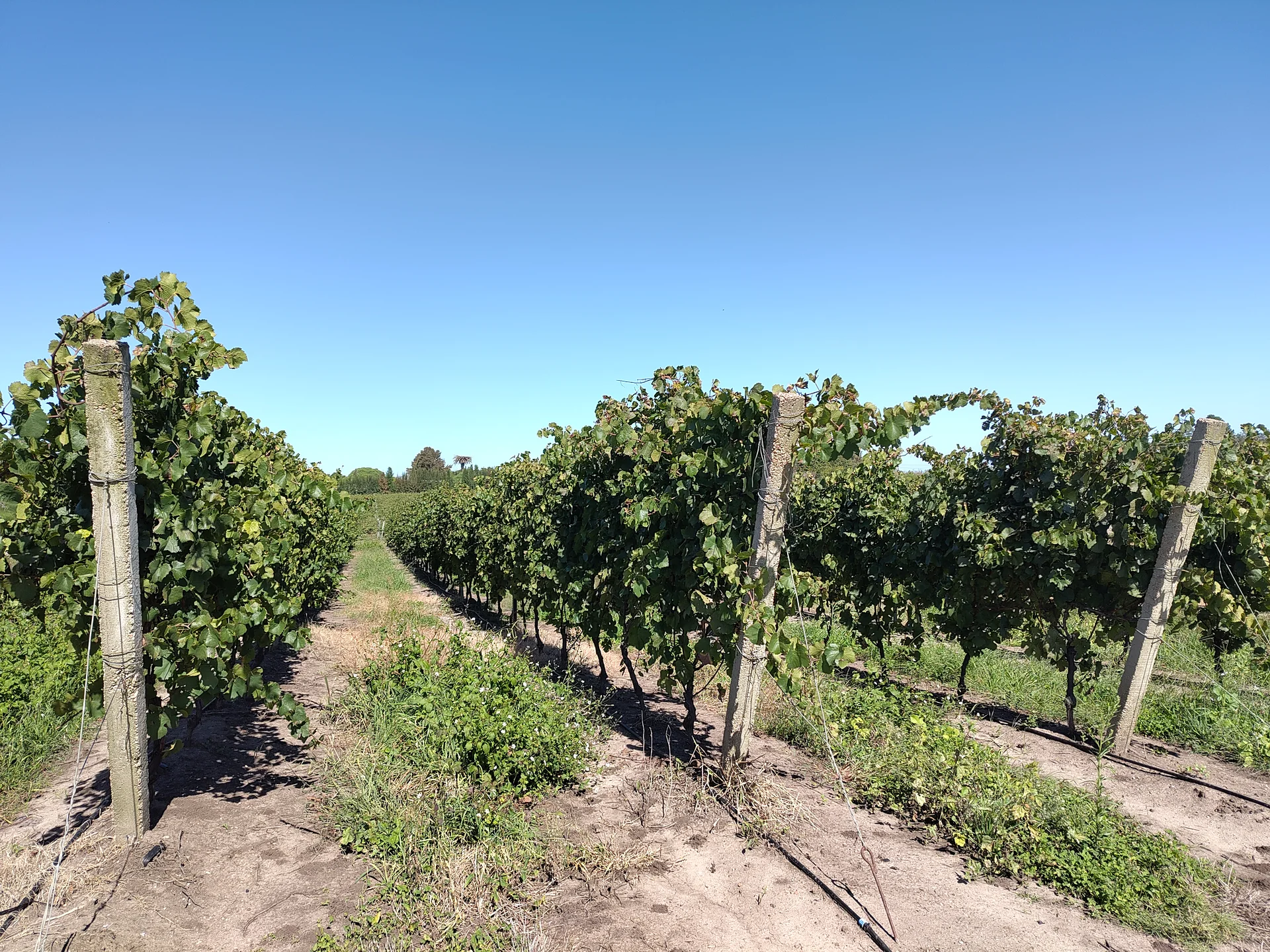 Vinos uruguayos