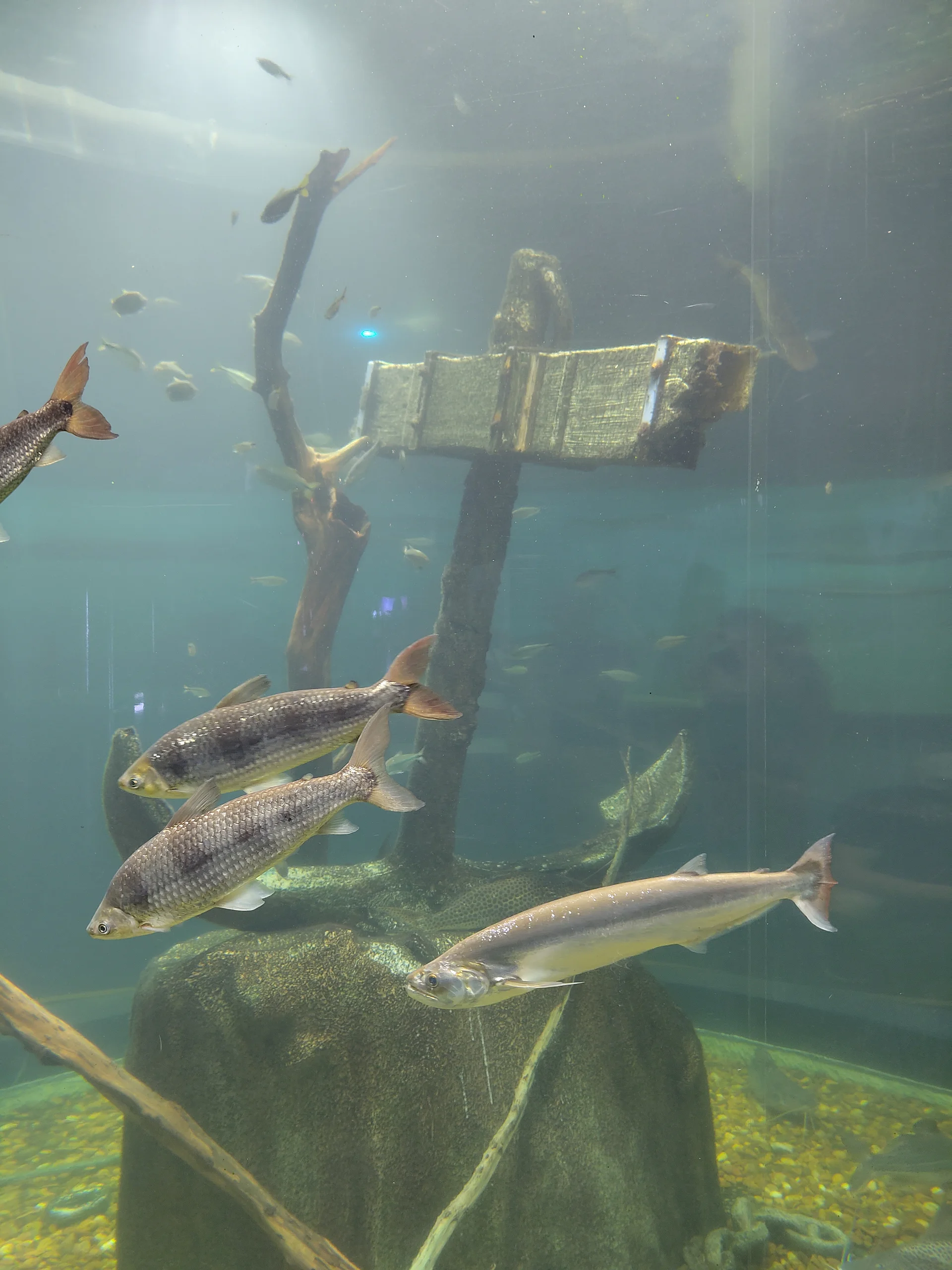 Acuario del Río Paraná — Rosario (Argentine)