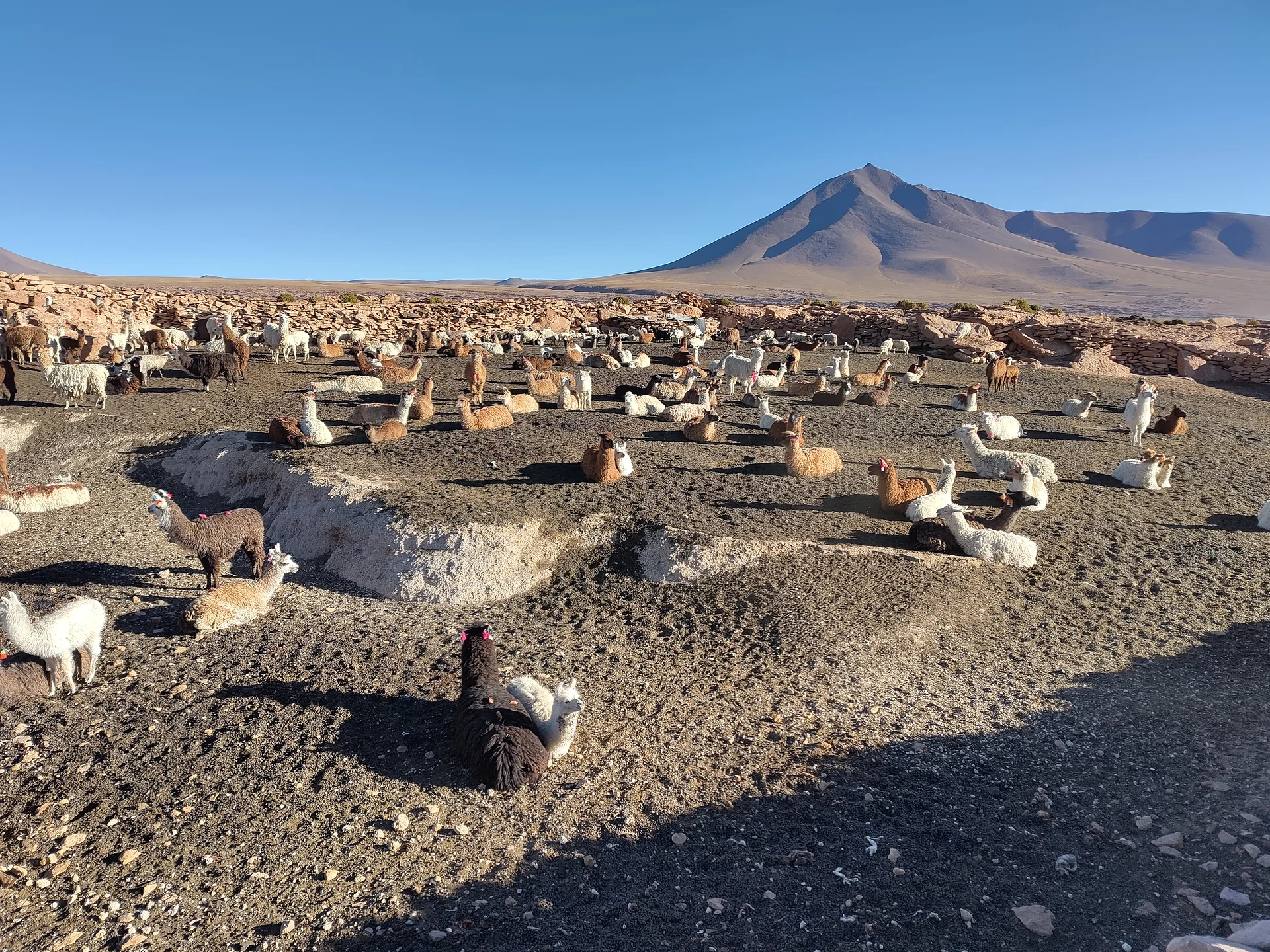 Lamas — Quetena Chico (Bolivie)