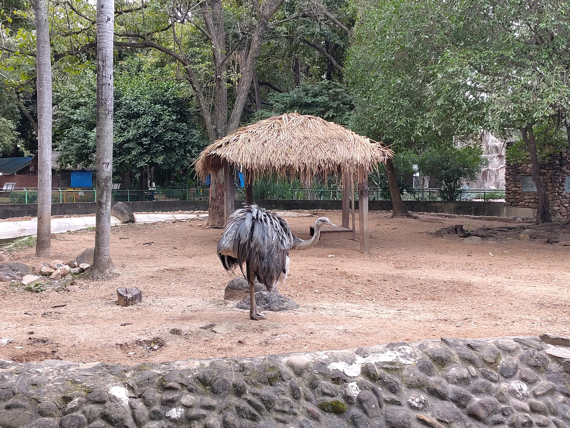 Ñandu — Zoo de Santa Cruz (Bolivie)