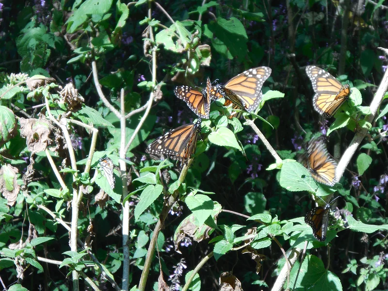 Le Sanctuaire du Papillon Monarque "El Rosario"