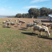 Kenitra