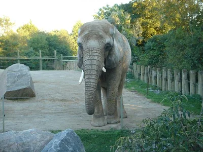 Un éléphant dans un enclos