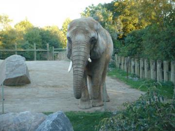 Un éléphant dans un enclos