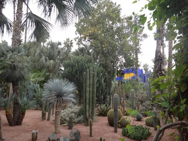 Jardin à cactus de Toubcal (Maroc)