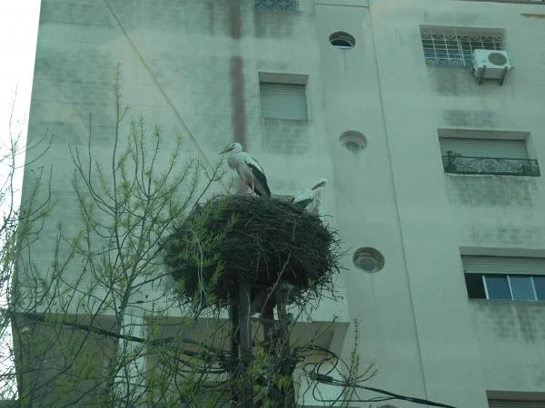 Nid de cigogne à Kenitra — Kenitra (Maroc)