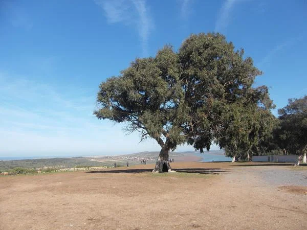 Olivier sur la colline — Kenitra (Maroc)