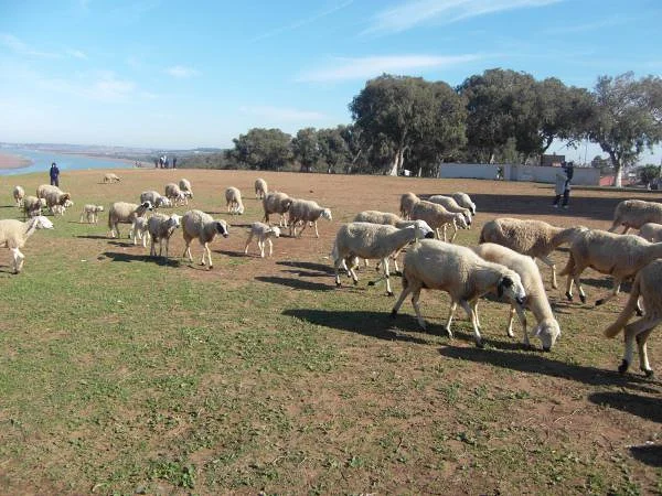 Troupeau de moutons — Kenitra (Maroc)