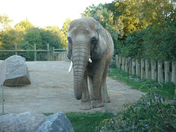 Un éléphant dans un enclos — Zoo de Toronto (Canada)