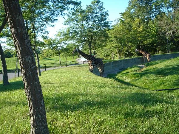 L'enclos des girafes — Zoo de Toronto (Canada)