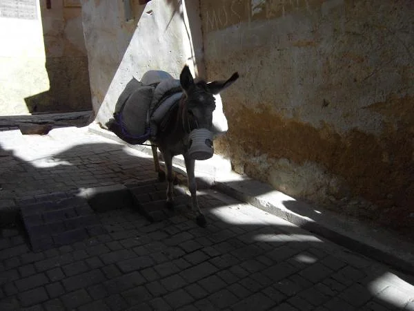 Âne dans la médina — Fès (Maroc)