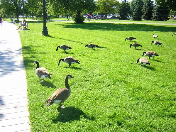 Oies sauvages Oies sauvages — Toronto (Canada)