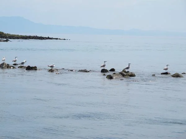 Mouettes Mouettes — Histiée-Edipsos (Grèce)