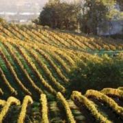 Au coeur du vignoble bordelais : Cadillac