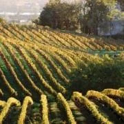 Au coeur du vignoble bordelais : Cadillac