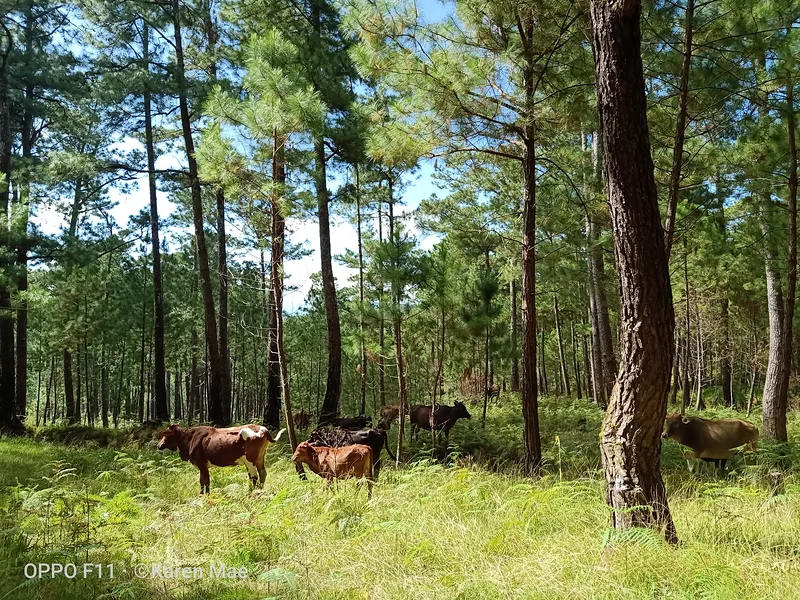 with cows  — Sagada (Philippines)