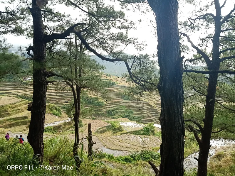 the scene  — Terrasses de riz de Maligcong (Philippines)