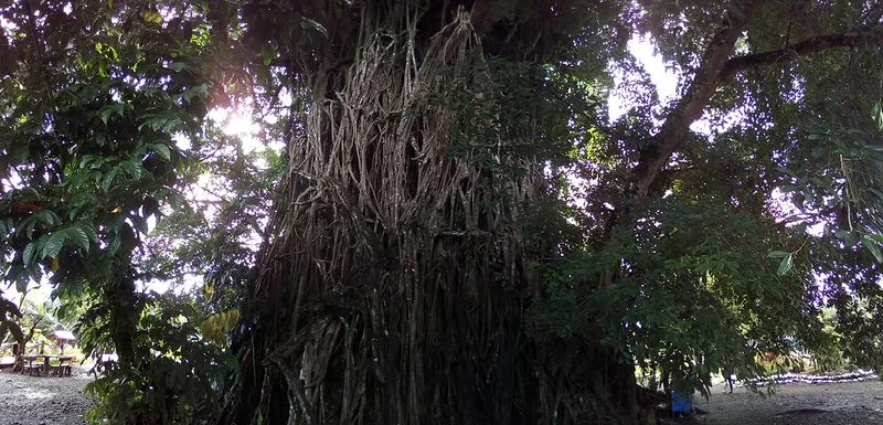 the Tree