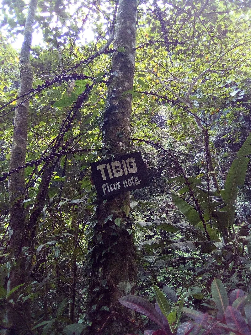 Tibig  (Philippines)