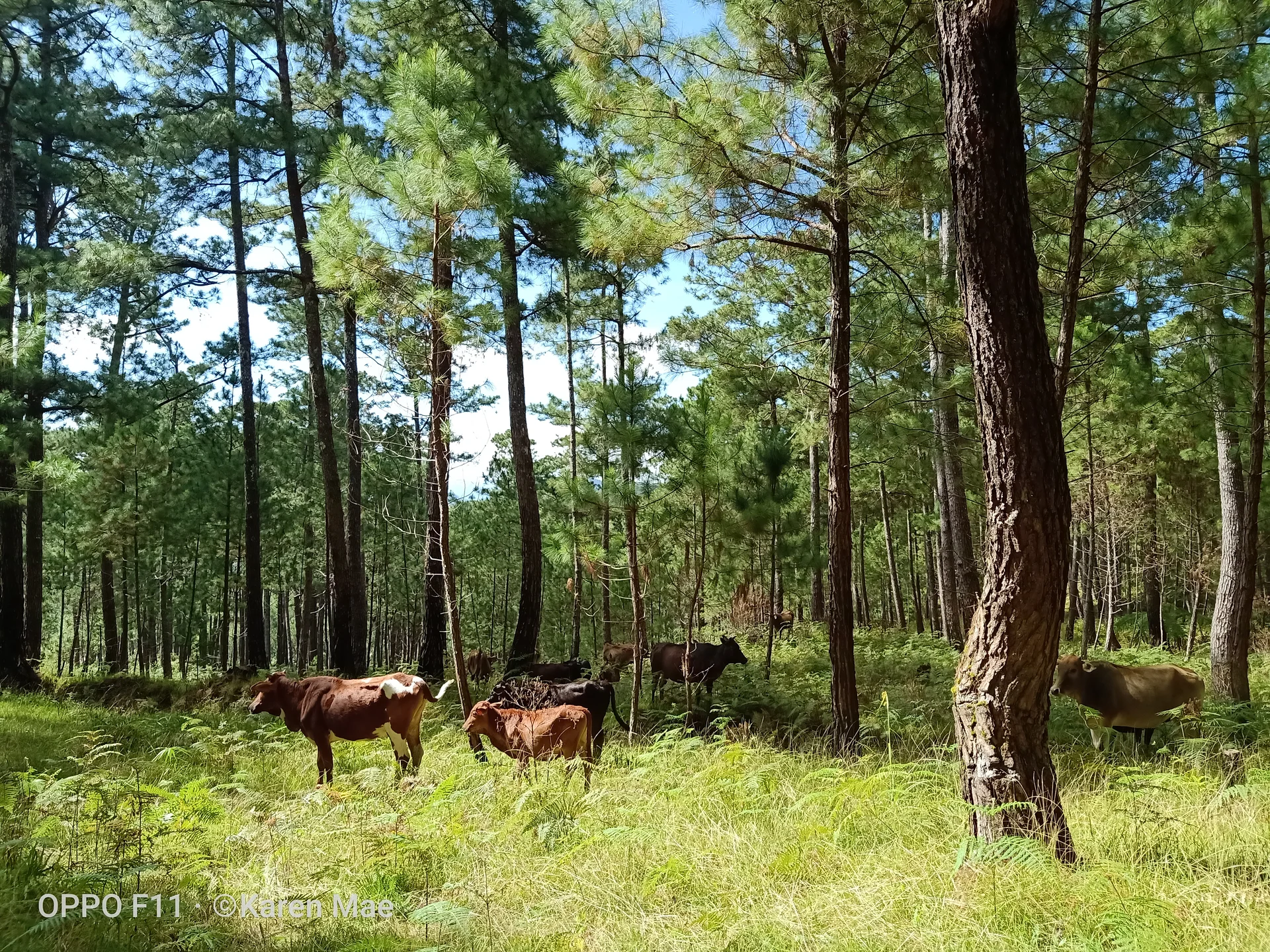 with cows  — Sagada (Philippines)
