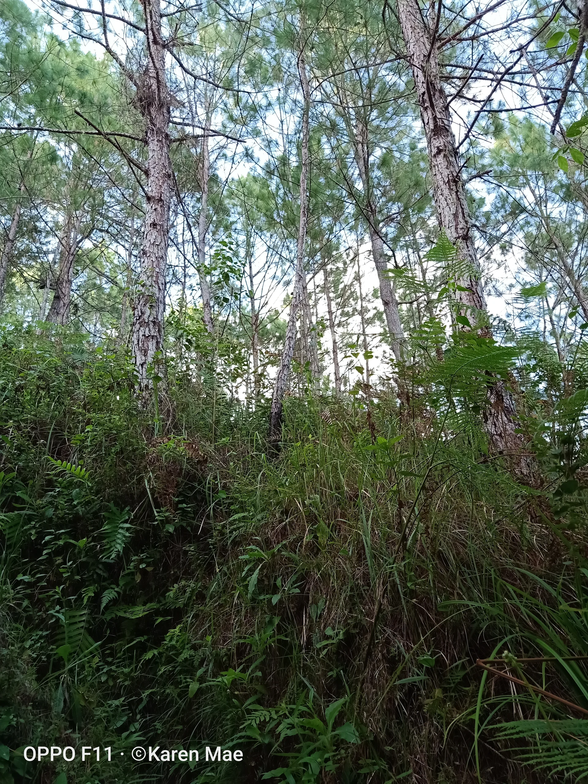 The greenery scene — Bontoc (Philippines)