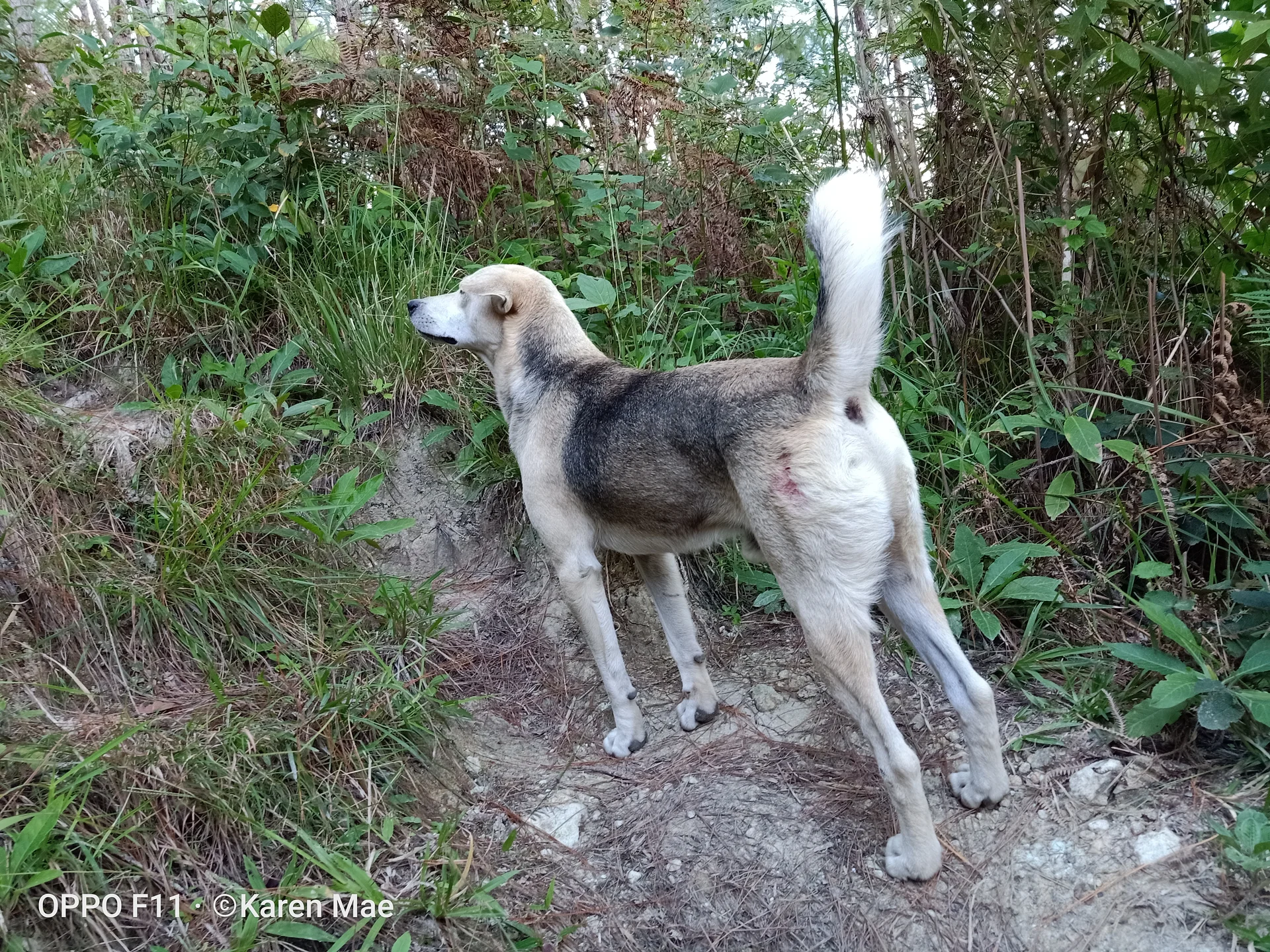 Dang the dog — Bontoc (Philippines)