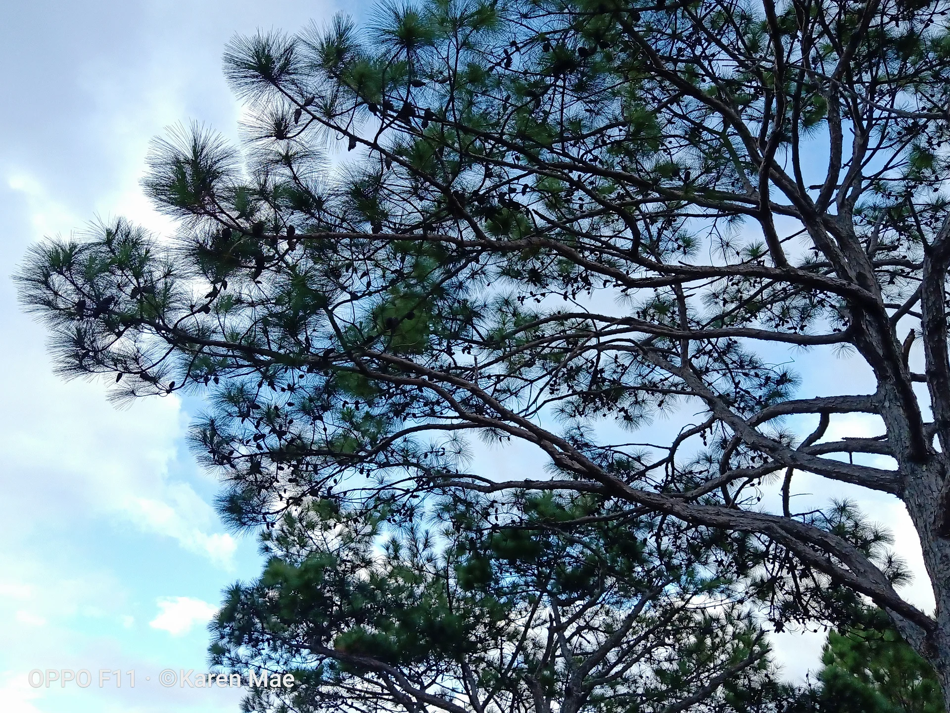 The trees — Bontoc (Philippines)