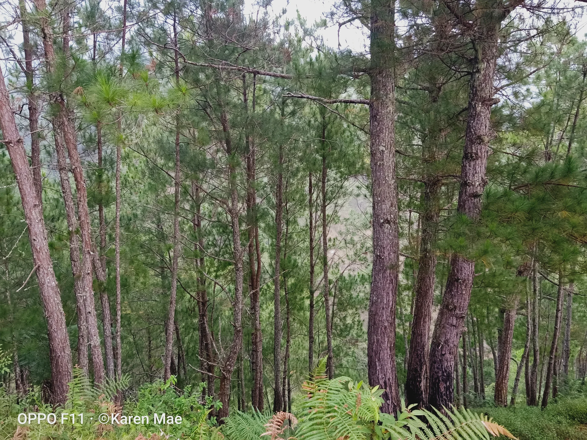 the trees — Bontoc (Philippines)