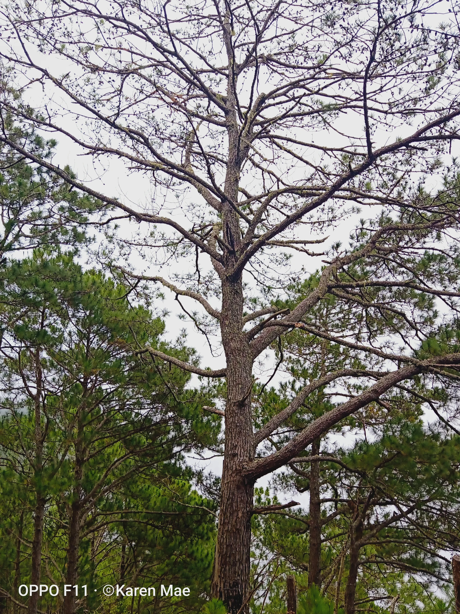 a tree — Bontoc (Philippines)