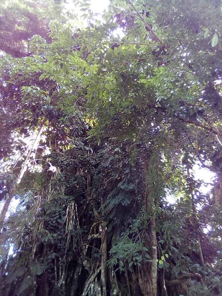 the Balete tree (Philippines)