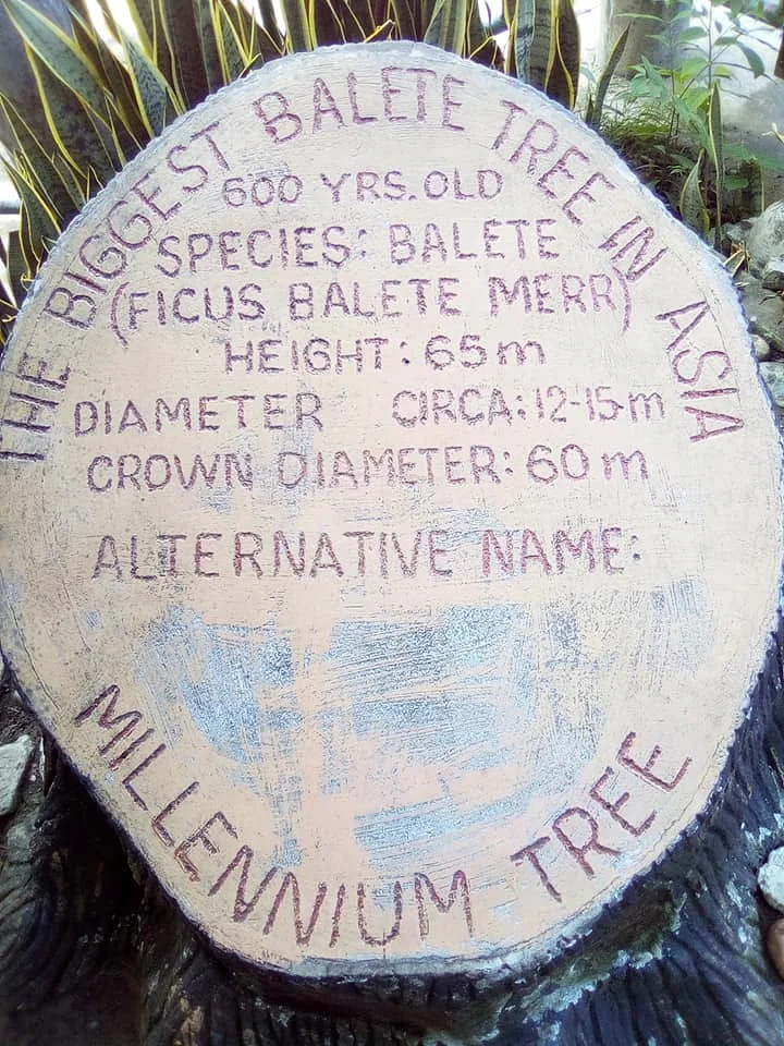 the oldest balete tree in Asia  (Philippines)