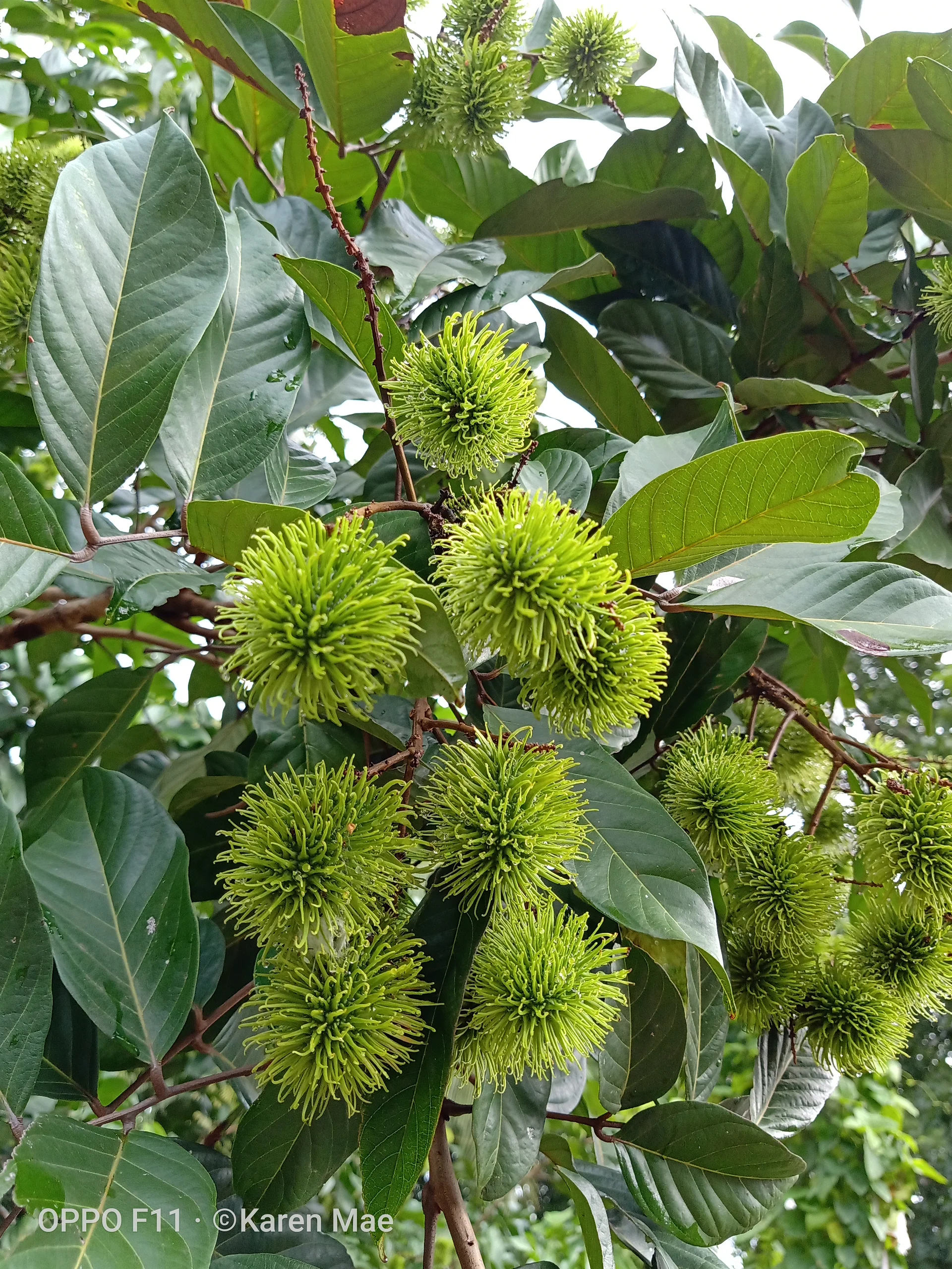 An unripe rambutan fruit  (Philippines)