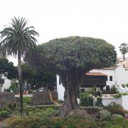 Icod de los Vinos