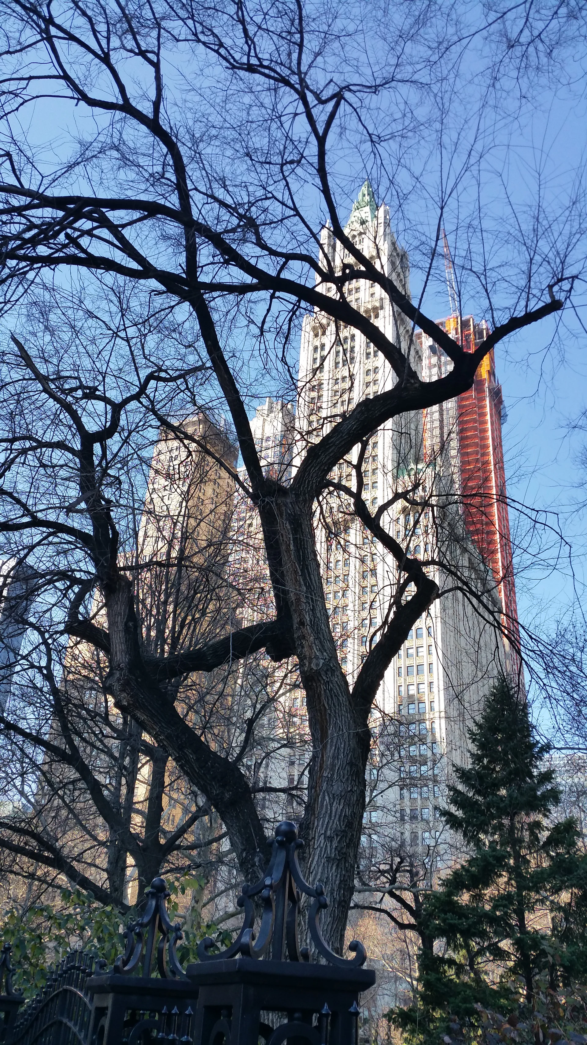 Arbre Arbre — New-York (Etats-Unis)