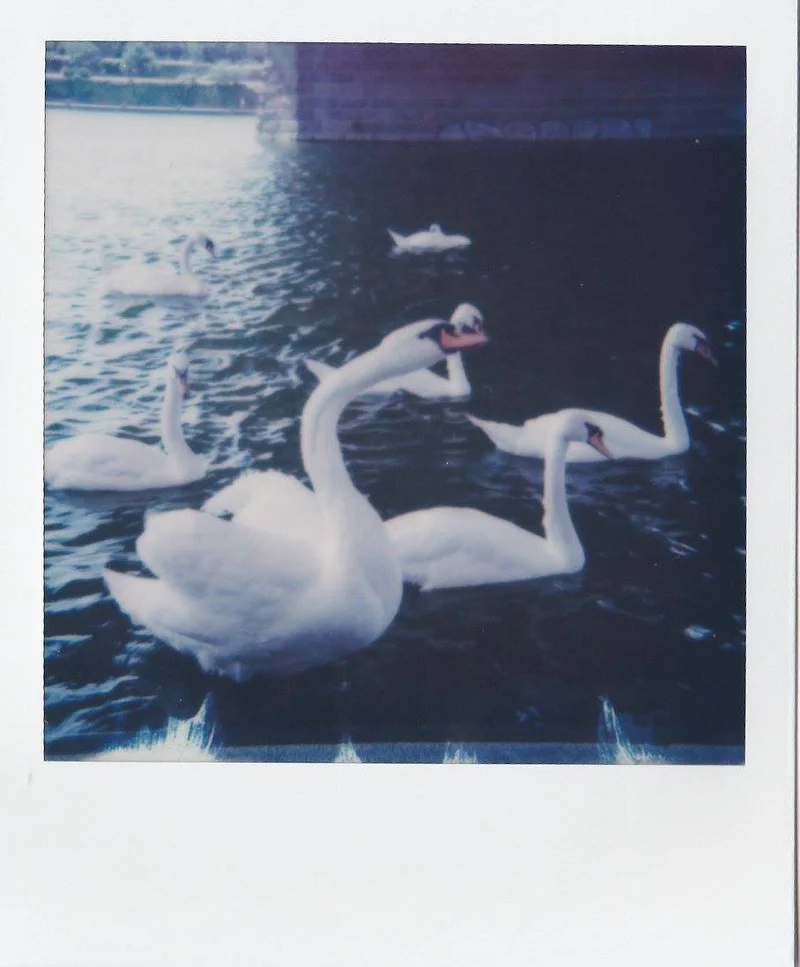 Des cygnes sur le Danube — Vienne (Autriche)