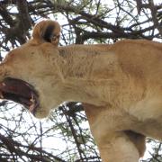 Meilleure période pour le Safari de Vos rêves en Tanzanie