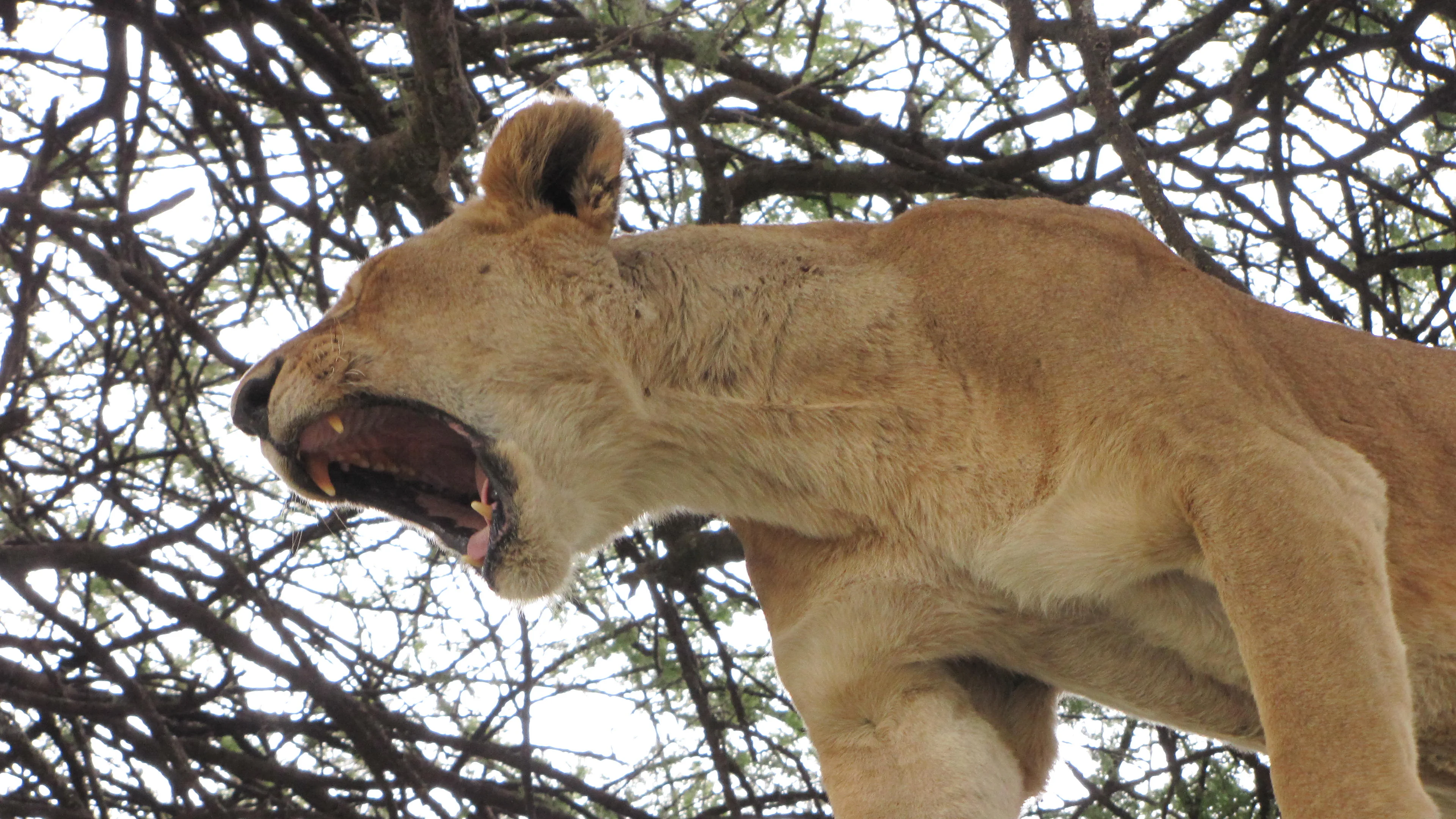 Meilleure période pour le Safari de Vos rêves en Tanzanie