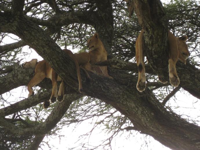 Arbre à lions dans le Serengeti