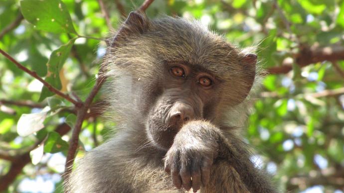 Un singe pose pour la photo